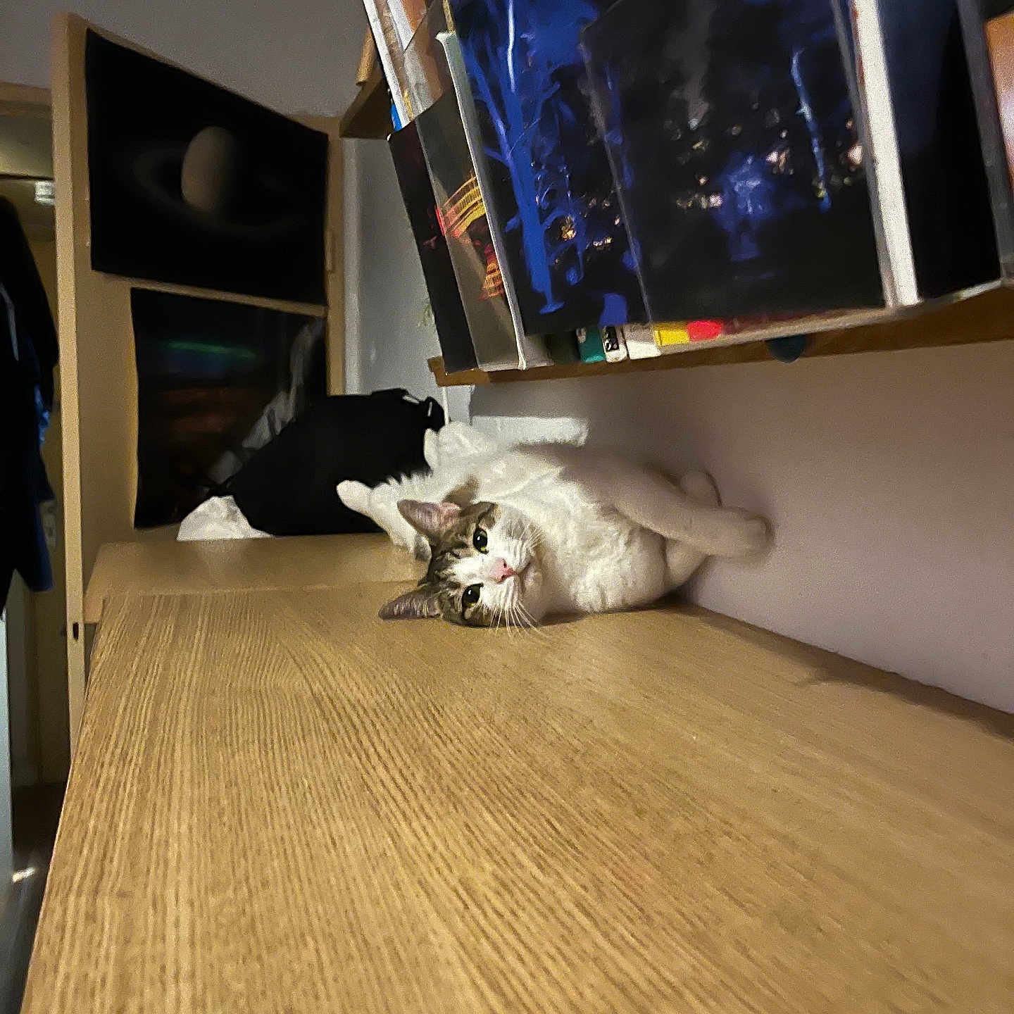 Snow a rejoint le concours — aidez-le/la à gagner de superbes lots ! animal, books, bookshelf, cat, cosmic, cozy, curious, feline, indoor, interior, lighting, pet, poster, relaxed, resting, room, sitting, space, wall, wooden_surface