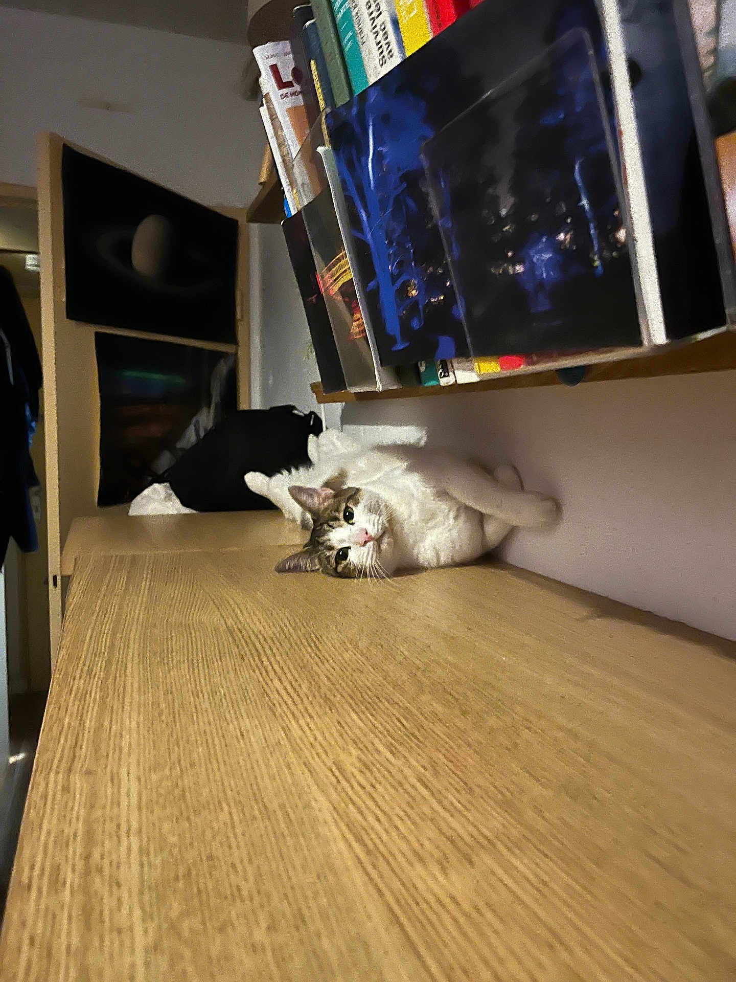 Snow a rejoint le concours — aidez-le/la à gagner de superbes lots ! cat, bookshelf, books, wooden_surface, indoor, poster, cosmic, space, animal, pet, feline, relaxed, curious, wall, room, lighting, interior, sitting, resting, cozy