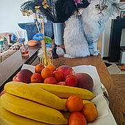 Tsuki a rejoint le concours — aidez-le/la à gagner de superbes lots ! cat, fruit, bananas, peaches, plums, table, vase, flowers, feathers, butterflies, indoor, decor, wooden_table, domestic_cat, fluffy_cat, still_life, colorful, cozy, living_room, ornamental