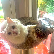 Lily And Piper is registered to the contest to win money with this photo: cat, cats, feline, pets, window, rain, rainy_day, cozy, perch, close_up, indoor, curious, looking, two_animals, fur, whiskers, natural_light, home, animal_face, companions