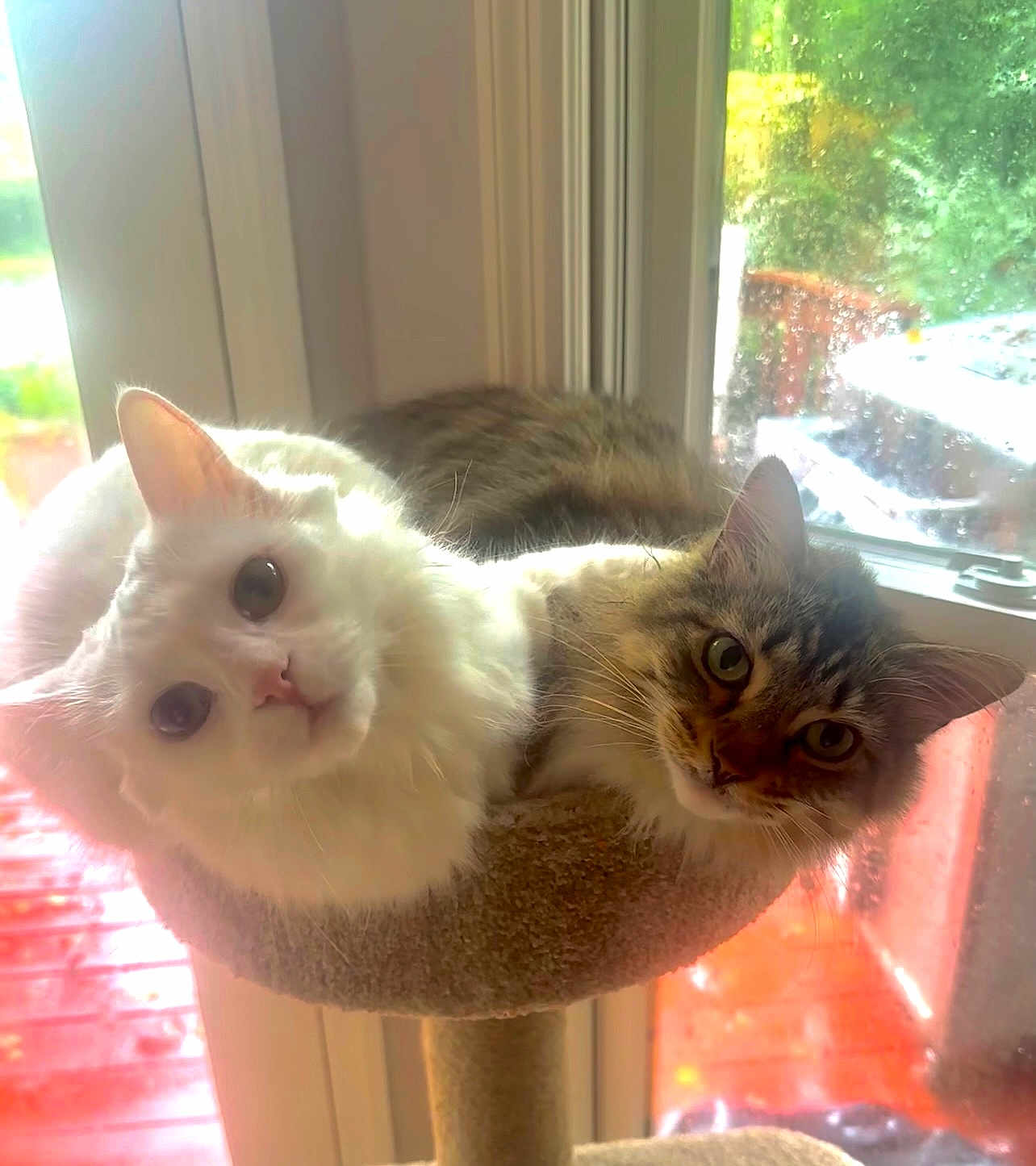 Lily And Piper is registered to the contest to win money with this photo: cat, cats, feline, pets, window, rain, rainy_day, cozy, perch, close_up, indoor, curious, looking, two_animals, fur, whiskers, natural_light, home, animal_face, companions
