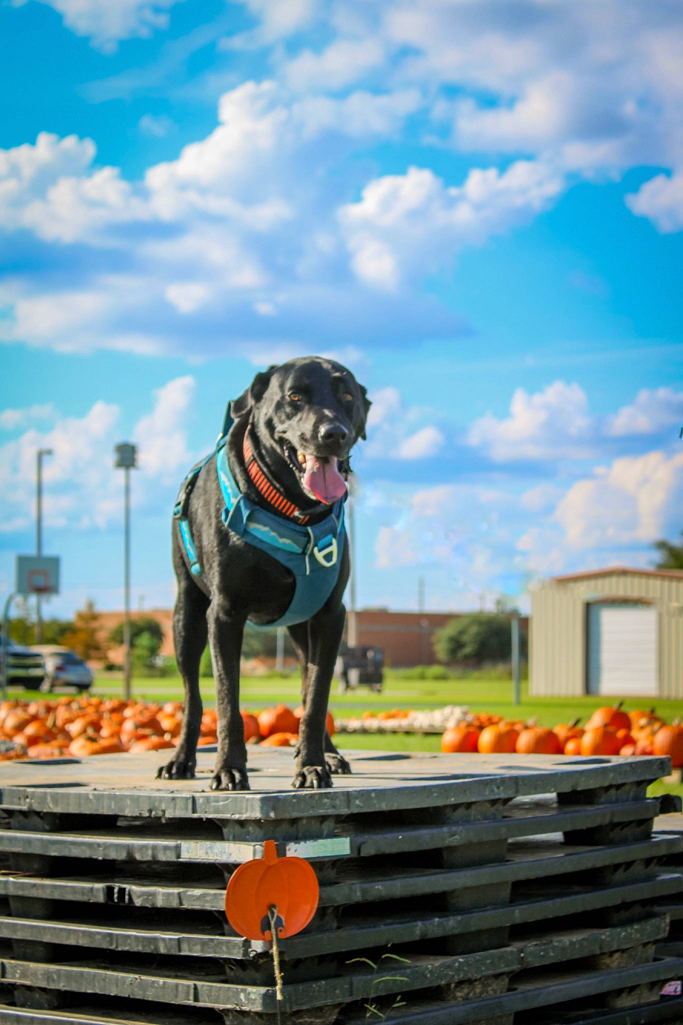 Chipper joined the competition — help win amazing prizes! animal_sports, carnivore, chair, cloud, collar, companion_dog, cumulus, dog, dog_breed, dog_collar, dog_sports, landscape, leisure, personal_protective_equipment, plant, recreation, sky, sporting_group, tire, tree