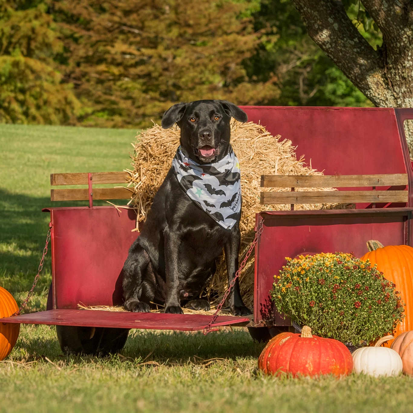 Chipper joined the competition — help win amazing prizes! agriculture, calabaza, carnivore, chair, cucurbita, dog, dog_breed, gourd, grass, gun_dog, lawn, mammal, plant, pumpkin, tire, tree, vegetable, vertebrate, winter_squash, working_animal