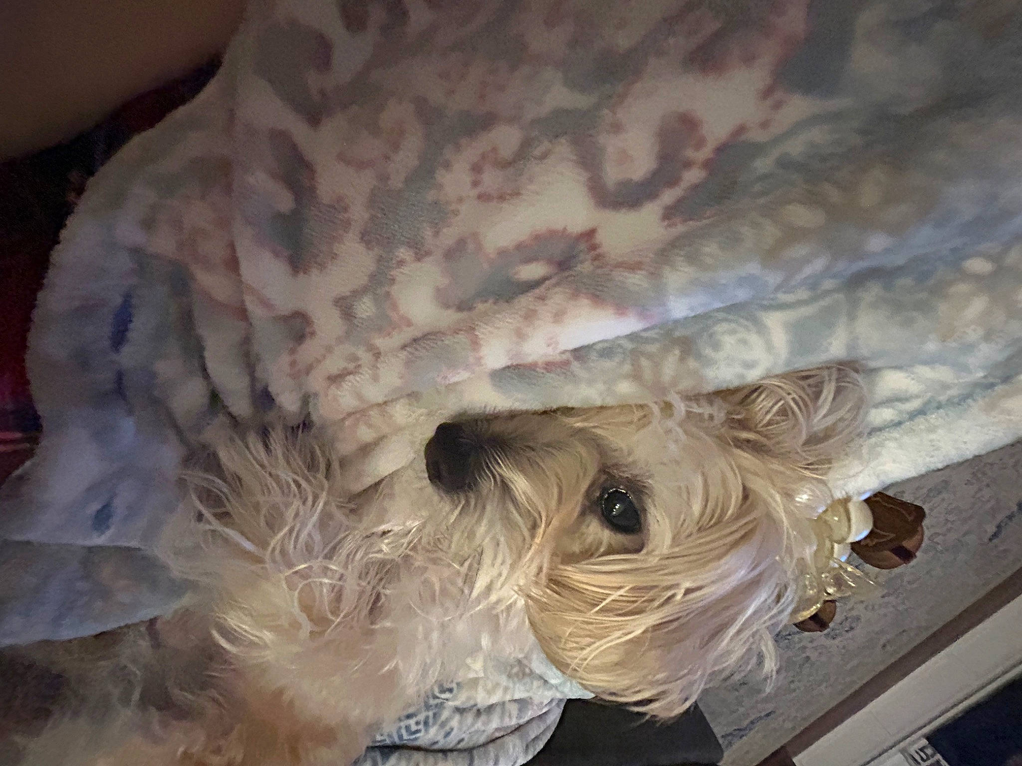 Stella joined the competition — help win amazing prizes! canidae, carnivore, comfort, companion_dog, dog, dog_breed, dog_supply, fawn, fur, non_sporting_group, plastic_bag, small_terrier, sporting_group, tail, toy_dog, whiskers, working_animal