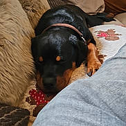 Betsy joined the competition — help win amazing prizes! dog, sleeping, couch, blanket, pillow, indoor, cozy, relaxing, pet, canine, fur, collar, resting, comfort, home, living_room, brown, black, fabric, person_leg