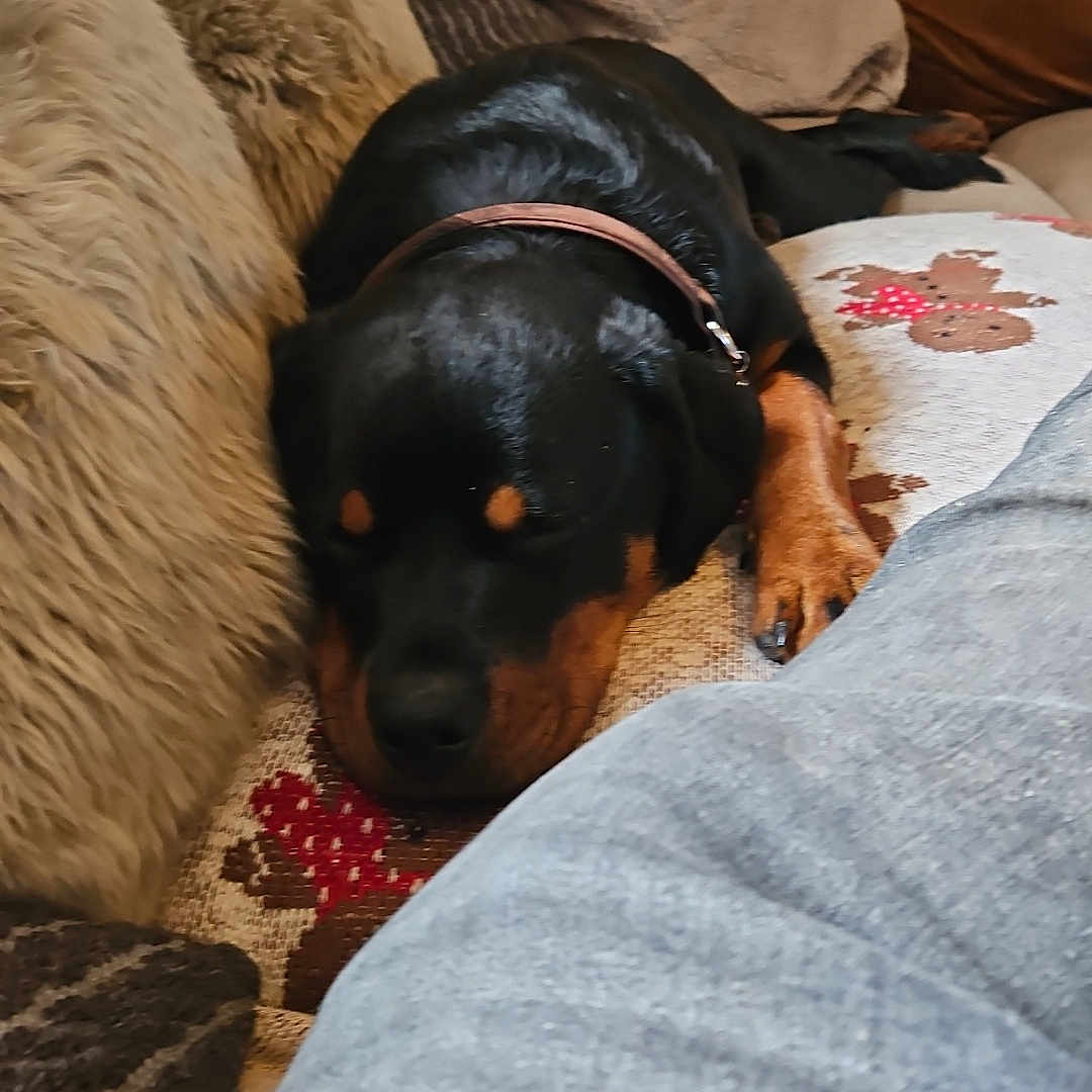 Betsy joined the competition — help win amazing prizes! black, blanket, brown, canine, collar, comfort, couch, cozy, dog, fabric, fur, home, indoor, living_room, person_leg, pet, pillow, relaxing, resting, sleeping