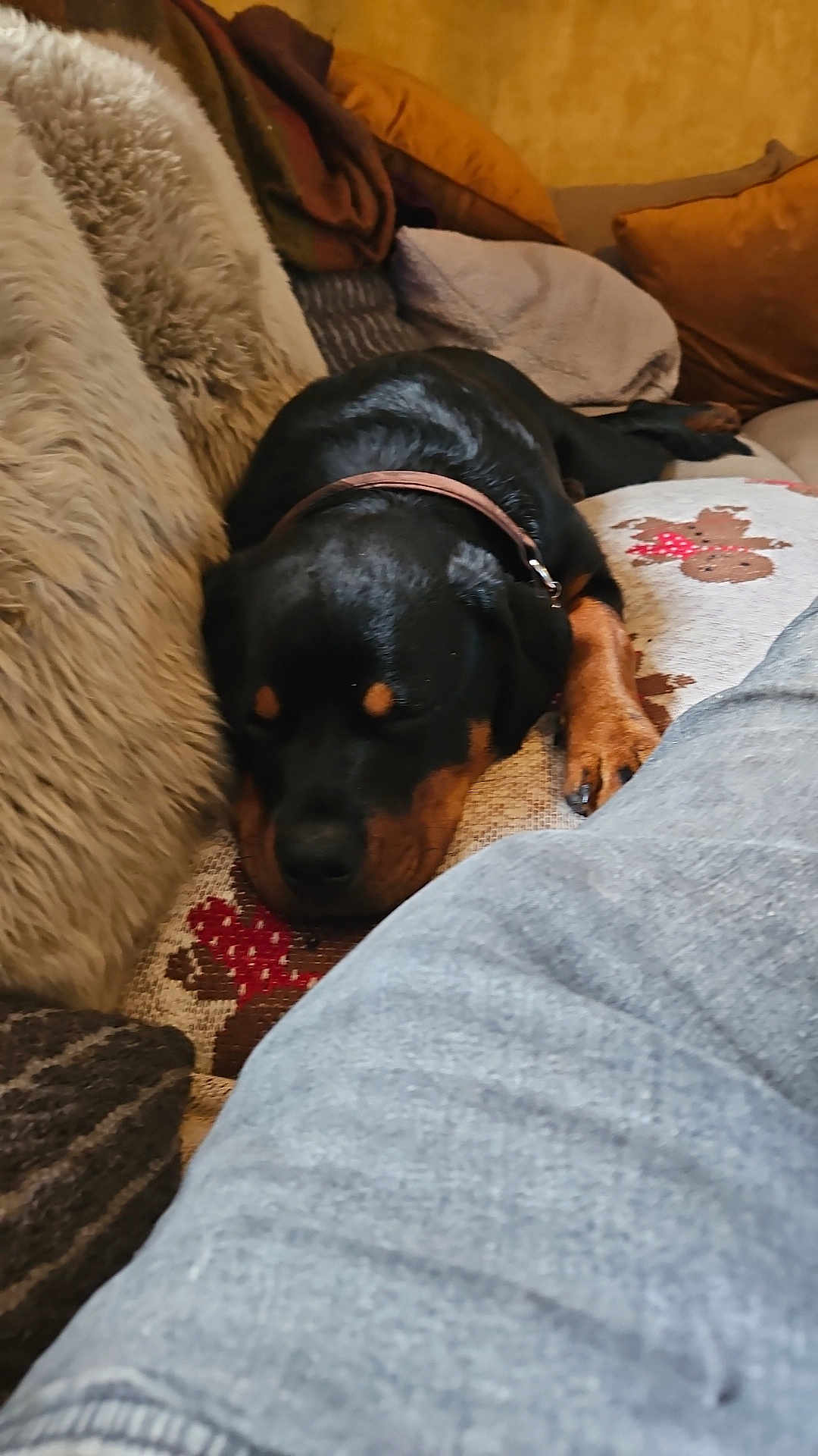 Betsy joined the competition — help win amazing prizes! dog, sleeping, couch, blanket, pillow, indoor, cozy, relaxing, pet, canine, fur, collar, resting, comfort, home, living_room, brown, black, fabric, person_leg