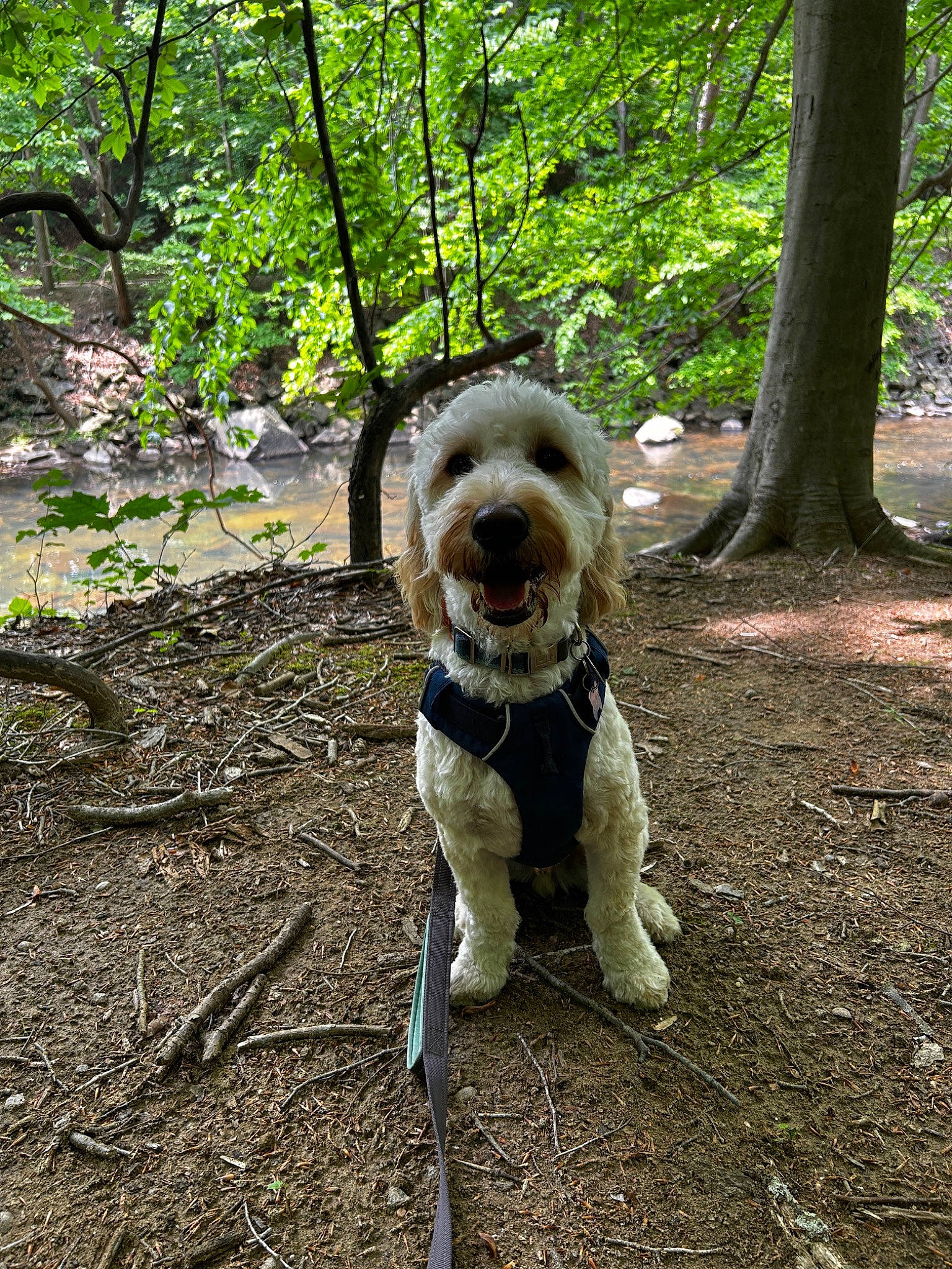 Lucien joined the competition — help win amazing prizes! carnivore, companion_dog, dog, dog_breed, dog_supply, fawn, forest, grass, leash, liver, plant, poodle, soil, tail, terrier, toy_dog, tree, water_dog, woodland, working_animal