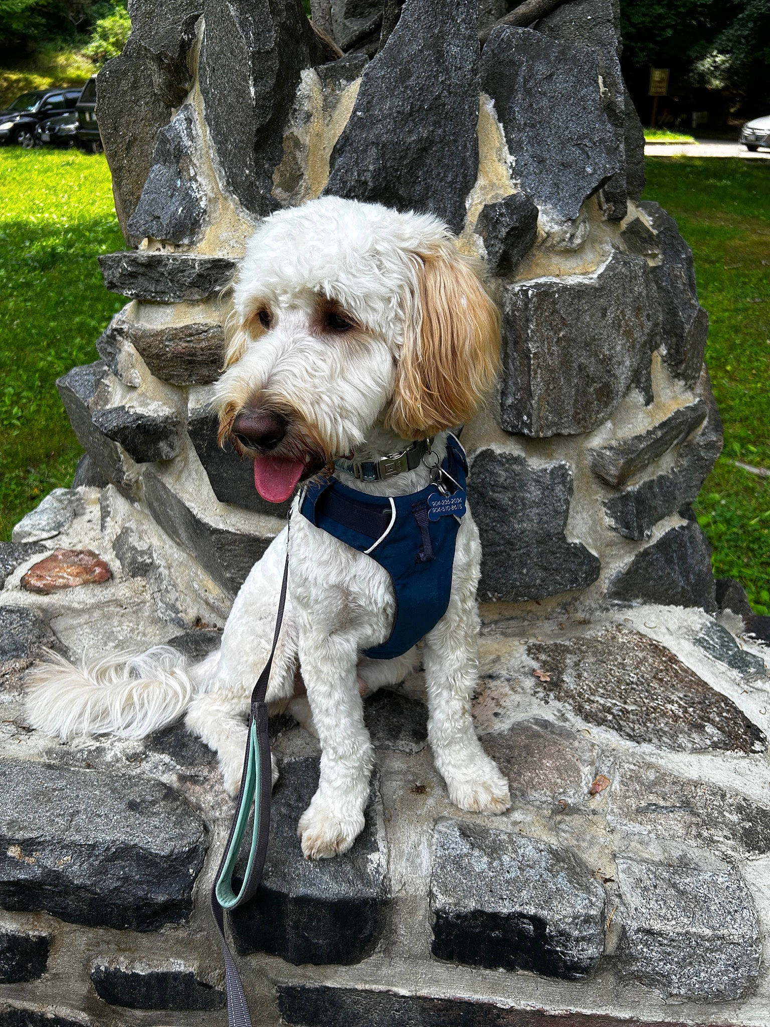 Lucien joined the competition — help win amazing prizes! canidae, carnivore, collar, companion_dog, dog, dog_breed, dog_clothes, dog_collar, dog_supply, fawn, grass, leash, pet_supply, plant, small_terrier, snout, sporting_group, terrier, toy_dog, working_animal