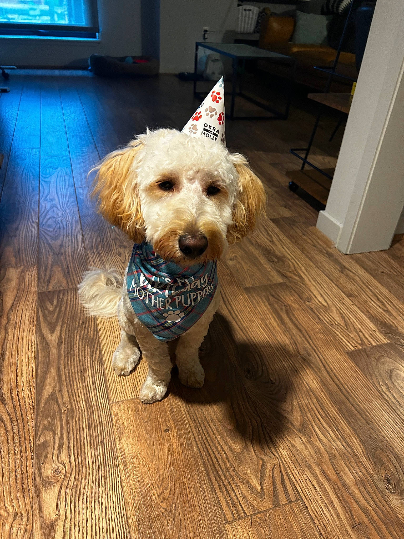 Lucien is registered to the contest to win money with this photo: carnivore, collar, companion_dog, dog, dog_breed, dog_clothes, dog_collar, dog_supply, fawn, floor, flooring, hardwood, laminate_flooring, leash, snout, television, terrier, toy_dog, wood, wood_stain