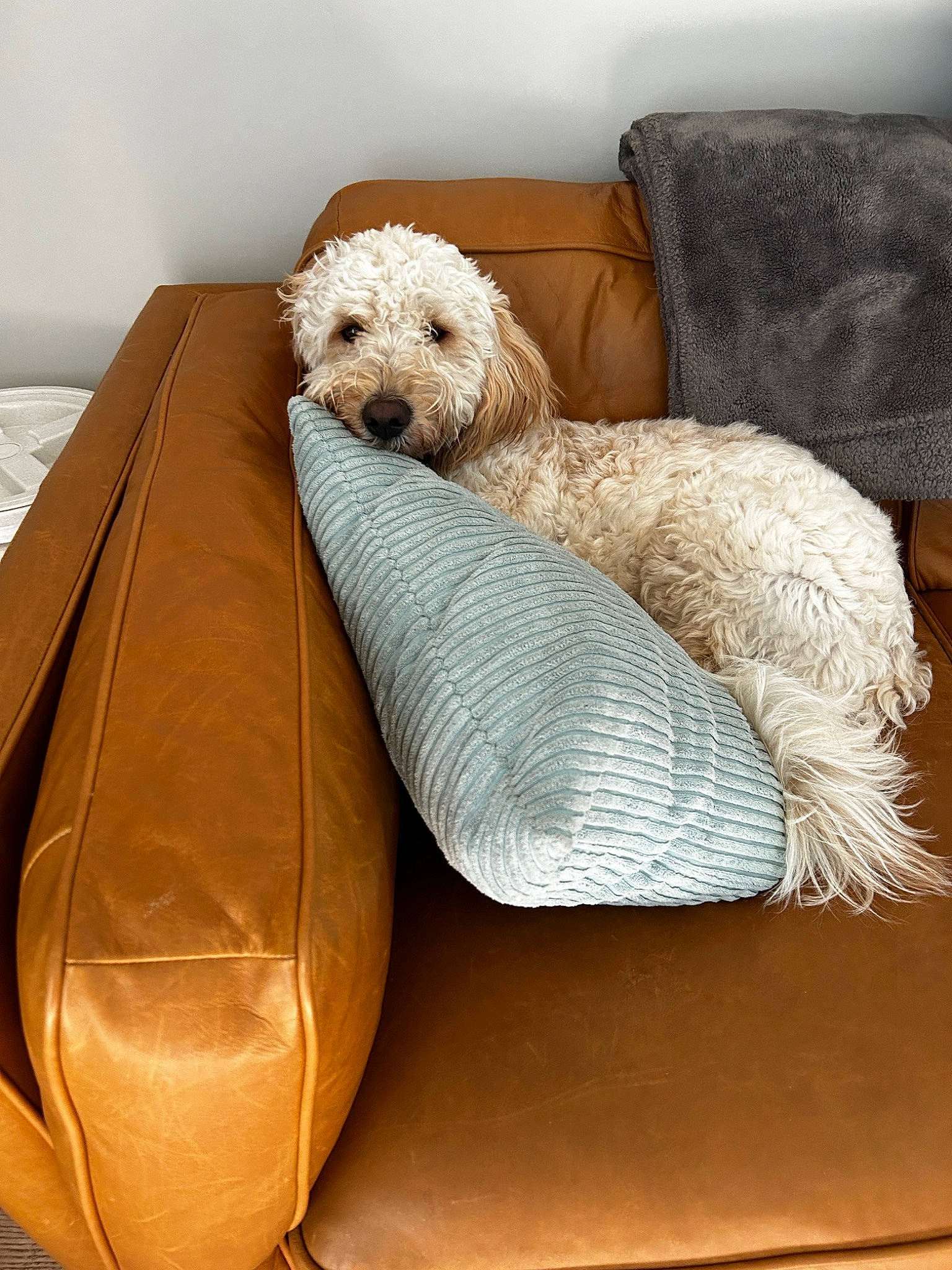 Lucien joined the competition — help win amazing prizes! canidae, carnivore, comfort, companion_dog, couch, dog, dog_breed, dog_collar, dog_supply, fawn, fur, pet_supply, pillow, sofa_bed, sporting_group, throw_pillow, toy_dog, water_dog, wicker, working_animal