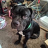 animal, black_dog, brown_eyes, carpet, close_up, cluttered_room, dog, floppy_ears, green_collar, hangers, indoors, luggage, pet, photography, portrait, short_hair, sitting, toys, vacuum_cleaner, white_chest