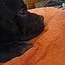 Gizmo joined the competition — help win amazing prizes! dog, black_dog, shaggy_dog, pet, animal, canine, lying_down, bed, bedspread, orange_blanket, bedroom, indoor, home, furniture, dresser, dark_fur, side_eye, resting, cozy, photograph