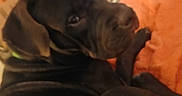 Gizmo is registered to the contest to win money with this photo: dog, black_dog, wrinkled_dog, pet, animal, lying_down, sleepy, side_eye, indoors, bed, orange_pillow, bedroom, cozy, portrait, close_up, dark_fur, muzzle, floppy_ears, relaxed, home