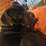 dog, black_dog, wrinkled_dog, pet, animal, lying_down, sleepy, side_eye, indoors, bed, orange_pillow, bedroom, cozy, portrait, close_up, dark_fur, muzzle, floppy_ears, relaxed, home