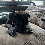 Gizmo joined the competition — help win amazing prizes! dog, black_dog, sleeping, resting, lying_down, paws, claws, wrinkles, portrait, couch, cushion, pillow, screened_porch, outdoor, home, furniture, relaxed, pet, close_up, daylight