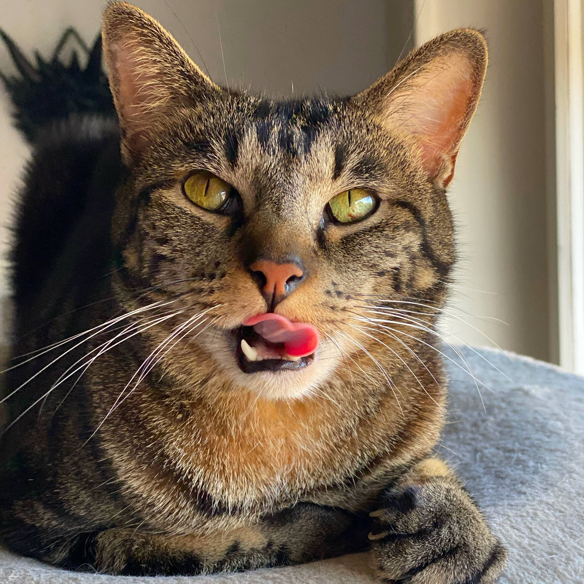 Simba participe au concours pour gagner de l'argent avec cette photo : carnivore, cat, domestic_short_haired_cat, felidae, fur, small_to_medium_sized_cats, snout, terrestrial_animal, tree, whiskers, wildlife