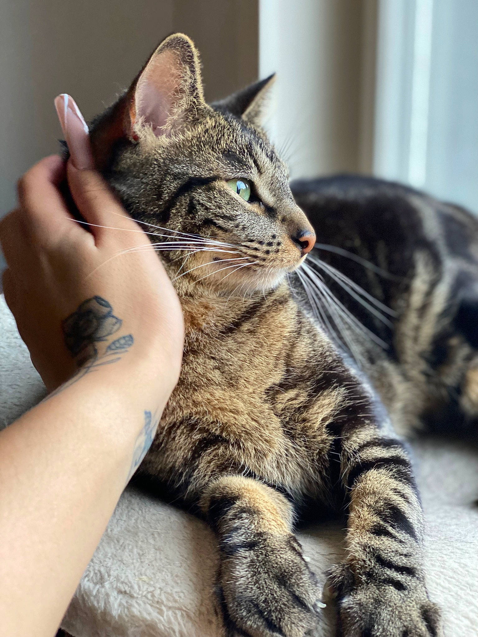 Simba a rejoint le concours — aidez-le/la à gagner de superbes lots ! carnivore, cat, claw, close_up, domestic_short_haired_cat, felidae, fur, gesture, paw, sitting, small_to_medium_sized_cats, snout, tail, terrestrial_animal, vertebrate, whiskers, wrist