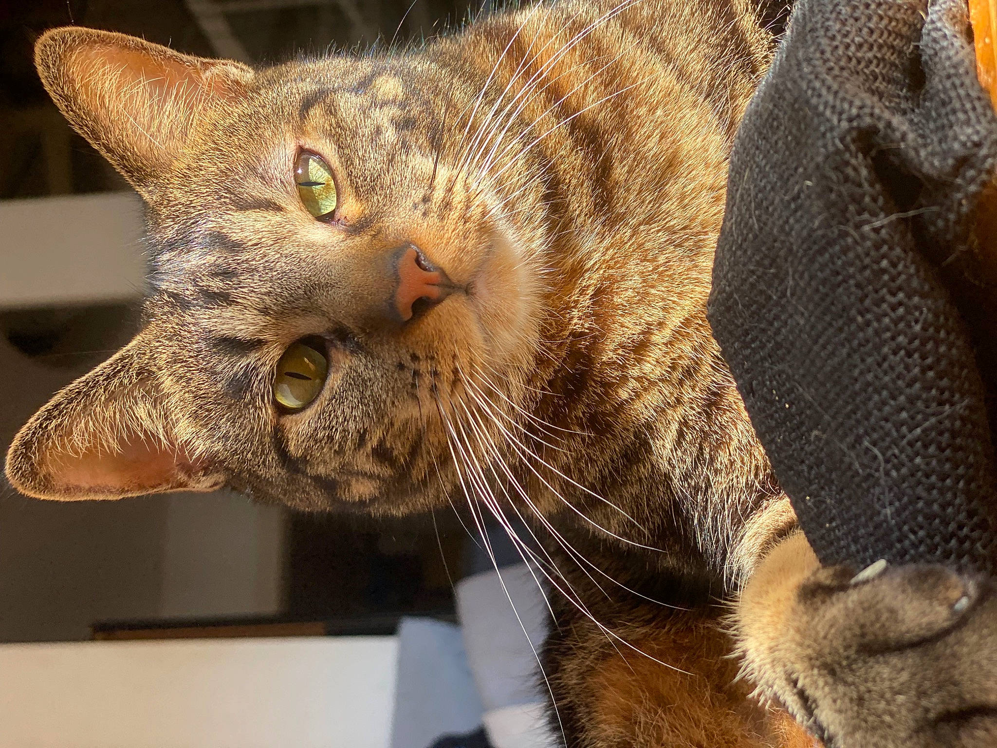 Simba a rejoint le concours — aidez-le/la à gagner de superbes lots ! carnivore, cat, claw, close_up, domestic_short_haired_cat, felidae, fur, paw, small_to_medium_sized_cats, snout, tail, terrestrial_animal, whiskers, wildlife