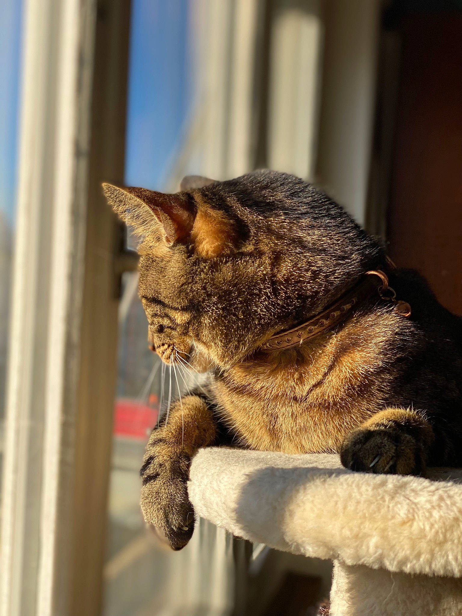 Simba participe au concours pour gagner de l'argent avec cette photo : carnivore, cat, claw, domestic_short_haired_cat, fawn, felidae, fur, metal, paw, sitting, small_to_medium_sized_cats, snout, tail, terrestrial_animal, tree, whiskers, wildlife, window, wood