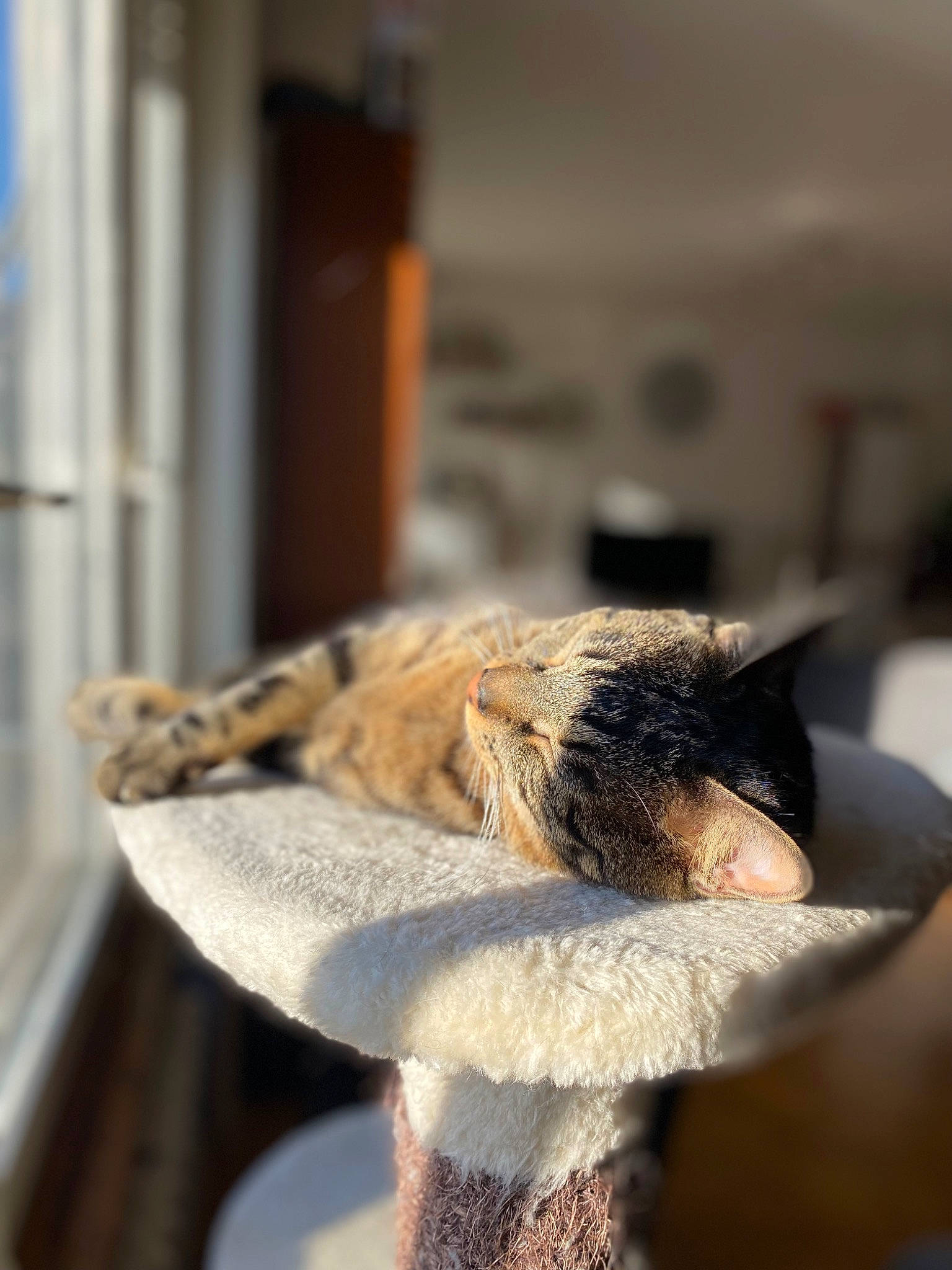 Simba a rejoint le concours — aidez-le/la à gagner de superbes lots ! art, canidae, carnivore, claw, dog_breed, domestic_short_haired_cat, fawn, felidae, fur, hat, natural_material, small_to_medium_sized_cats, snout, sporting_group, tail, whiskers, wildlife, wood