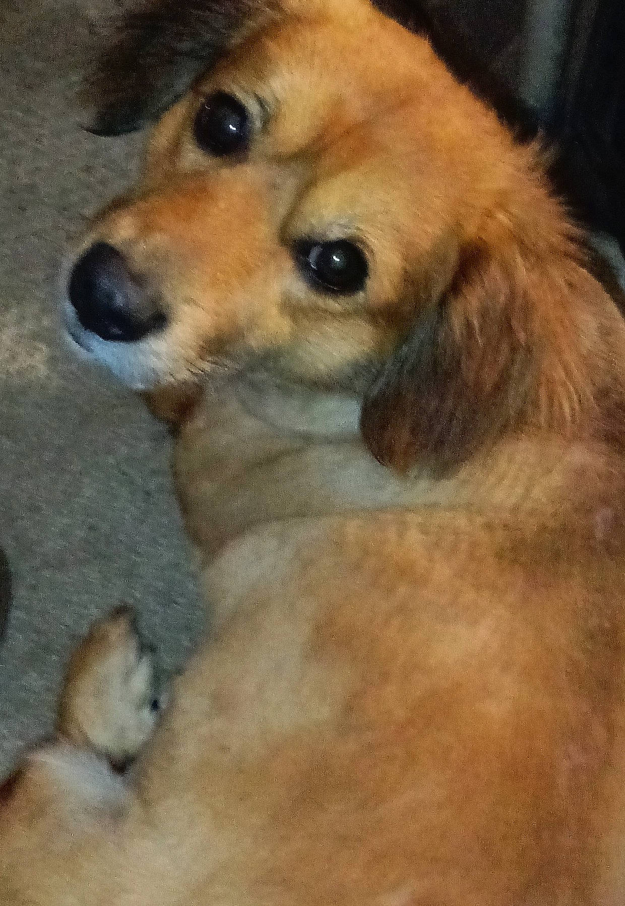 animal, carpet, close_up, companion, cute, dog, domestic_animal, ears, eyes, friendly, fur, indoor, laying_down, looking_back, mammal, nose, pet, relaxed, tan_dog, whiskers