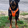 rottweiler, dog, canine, pet, harness, orange_harness, grass, dirt, outdoor, nature, field, path, standing, alert, black_and_tan, muzzle, ears, paws, collar, tag