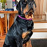 Shadow a rejoint le concours — aidez-le/la à gagner de superbes lots ! rottweiler, dog, pet, indoor, collar, purple_collar, stairs, wooden_furniture, table, floor, tile_floor, dog_sitting, black_dog, brown_markings, houseplant, vase, domestic, canine, alert, portrait