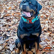 Shadow participe au concours pour gagner de l'argent avec cette photo : dog, rottweiler, autumn, leaves, outdoor, pet, animal, sitting, tongue_out, collar, black, brown, happy, nature, cute, portrait, fall, canine, friendly, forest_floor