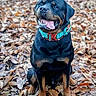 dog, rottweiler, autumn, leaves, outdoor, pet, animal, sitting, tongue_out, collar, black, brown, happy, nature, cute, portrait, fall, canine, friendly, forest_floor