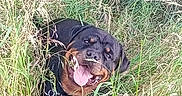 Shadow a rejoint le concours — aidez-le/la à gagner de superbes lots ! dog, rottweiler, grass, outdoor, pet, animal, tongue_out, happy, nature, canine, collar, summer, playful, fur, muzzle, field, greenery, cheerful, resting, eyes