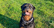 Shadow participe au concours pour gagner de l'argent avec cette photo : animal, canine, collar, daytime, dog, field, grass, greenery, happy, mammal, nature, outdoor, park, pet, playful, rottweiler, sitting, summer, sunlight, tongue_out