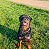 Shadow participe au concours pour gagner de l'argent avec cette photo : dog, rottweiler, grass, outdoor, sunlight, pet, animal, canine, happy, tongue_out, collar, nature, field, greenery, summer, park, playful, mammal, sitting, daytime