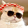 cat, sunglasses, hat, red_and_white, checkered, close_up, portrait, feline, pet, indoor, whiskers, cute, fashion, accessories, animal, fluffy, funny, stylish, chill, adorable