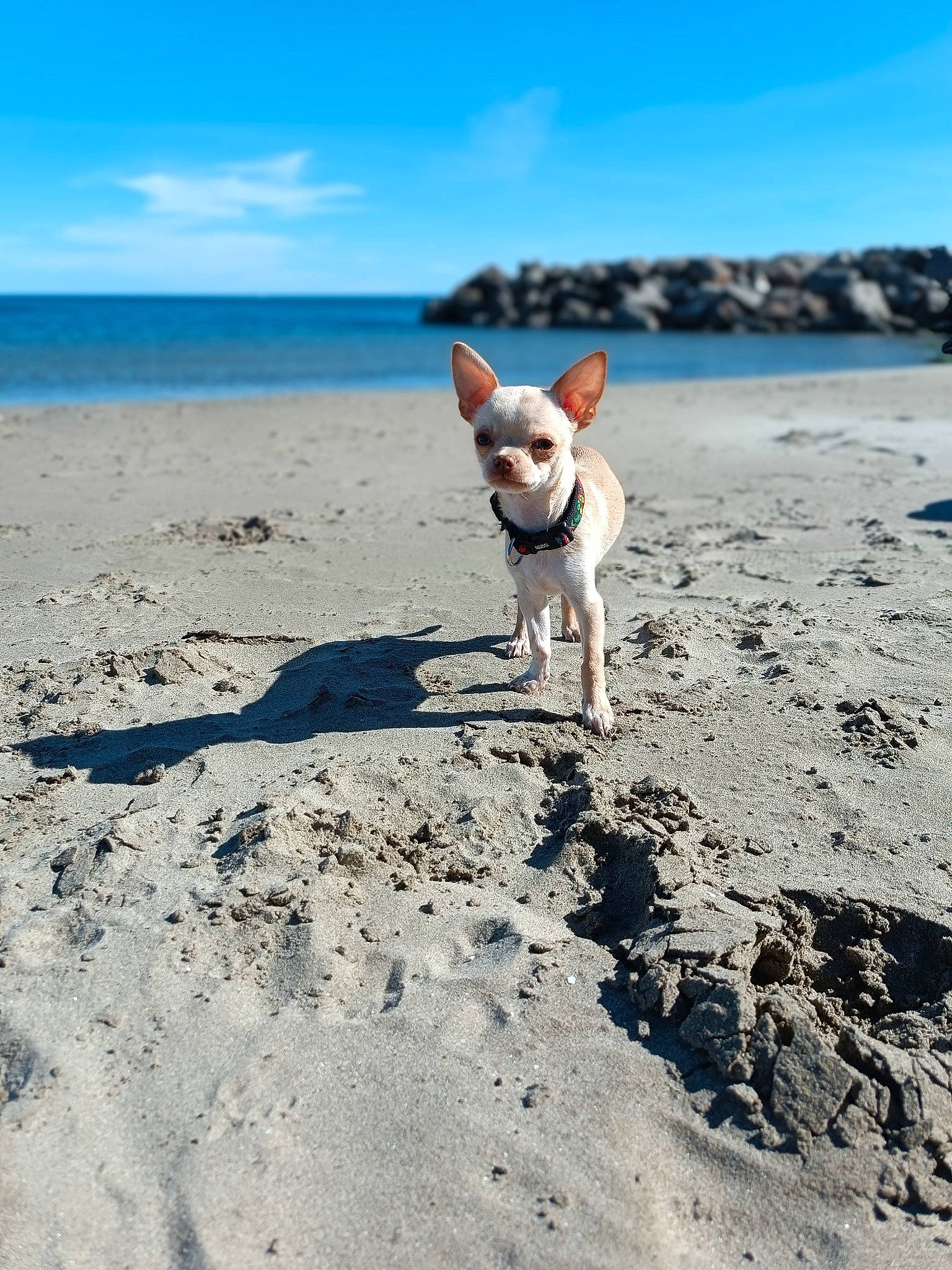 Thanos a rejoint le concours — aidez-le/la à gagner de superbes lots ! azure, beach, calm, carnivore, cloud, coast, coastal_and_oceanic_landforms, companion_dog, dog, dog_breed, fawn, horizon, lake, landscape, ocean, sand, shore, sky, sporting_group, water
