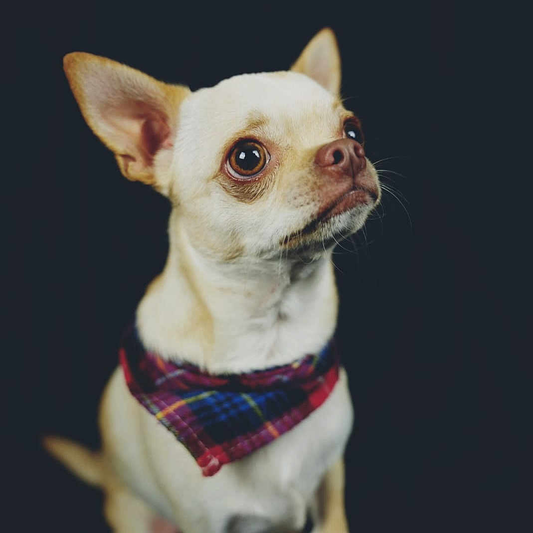 Thanos a rejoint le concours — aidez-le/la à gagner de superbes lots ! accessories, animal, bandana, bowtie, canine, chihuahua, clothing, dog, formalwear, harness, headband, jewelry, leash, necklace, pet, puppy, scarf, strap, tie, whitedog