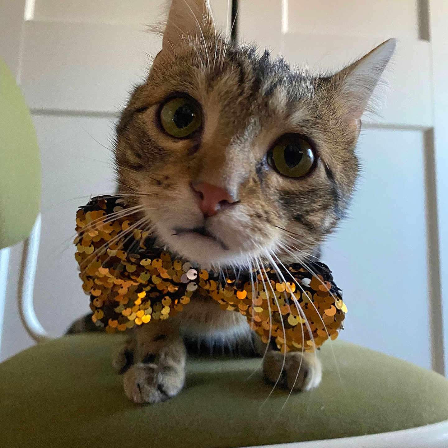 Toulouse a rejoint le concours — aidez-le/la à gagner de superbes lots ! abyssinian, accessories, animal, cat, chair, face, flower, flowerarrangement, formalwear, furniture, head, kitten, manx, person, pet, photography, plant, portrait, table, tie