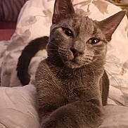 Rocky joined the competition — help win amazing prizes! cat, gray_cat, pet, animal, feline, paw, bed, blanket, cozy, indoor, closeup, whiskers, cute, curious, relaxed, fur, ears, tail, soft_lighting, comfort