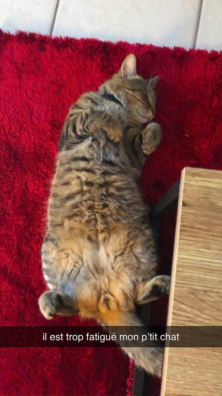 Minouch participe au concours pour gagner de l'argent avec cette photo : carnivore, cat, claw, comfort, domestic_short_haired_cat, felidae, fur, paw, photo_caption, small_to_medium_sized_cats, snout, tail, terrestrial_animal, whiskers, wildlife, wood