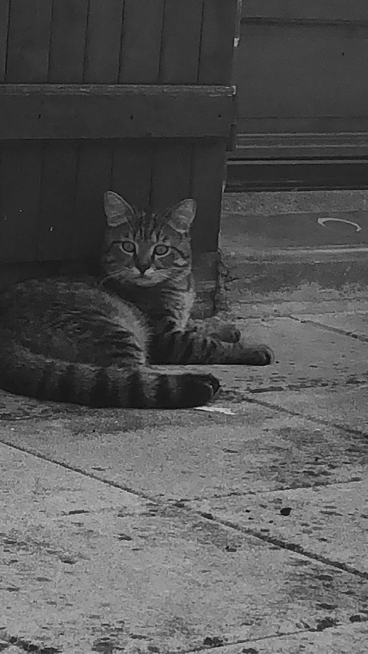 Minouch participe au concours pour gagner de l'argent avec cette photo : asphalt, automotive_tire, black_and_white, carnivore, cat, felidae, floor, flooring, grey, human_leg, monochrome, monochrome_photography, road_surface, small_to_medium_sized_cats, snout, style, tail, tints_and_shades, whiskers, wood