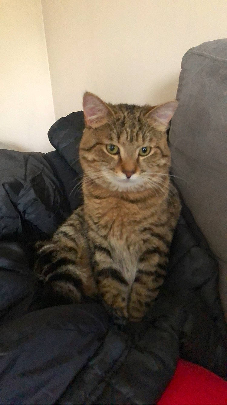 Minouch a rejoint le concours — aidez-le/la à gagner de superbes lots ! carnivore, cat, comfort, domestic_short_haired_cat, eye, felidae, fur, head, mammal, sitting, small_to_medium_sized_cats, snout, tail, terrestrial_animal, vertebrate, whiskers