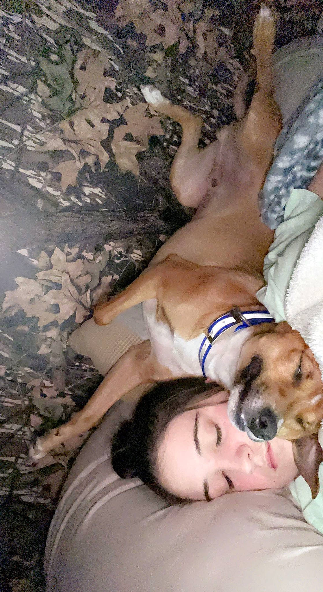 Trip joined the competition — help win amazing prizes! abdomen, canidae, carnivore, chest, comfort, companion_dog, dog, dog_breed, fawn, flash_photography, fur, happy, human_leg, non_sporting_group, paw, sitting, smile, sporting_group, thigh, trunk