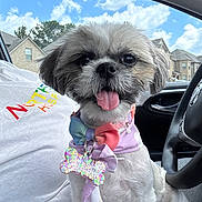 Alaska joined the competition — help win amazing prizes! dog, small_dog, bow_tie, dog_tag, car_interior, steering_wheel, blue_sky, clouds, suburban_houses, happy_dog, tongue_out, pet_accessories, seat, window, daytime, fluffy_fur, cute, puppy, collar, pet