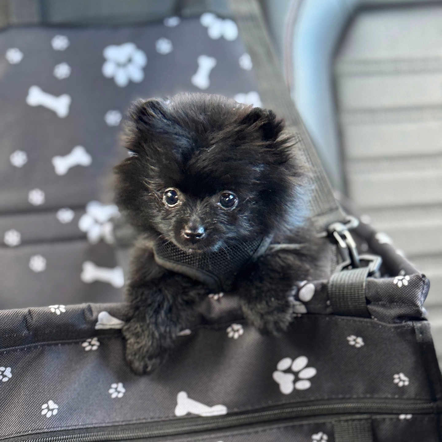 Pitucha is registered to the contest to win money with this photo: adorable, animal, bag, black_fur, bones, canine, close_up, curious, cute, dog, domestic_animal, fluffy, indoor, paw_prints, pet, pet_accessory, puppy, small_dog, soft_focus, young_dog