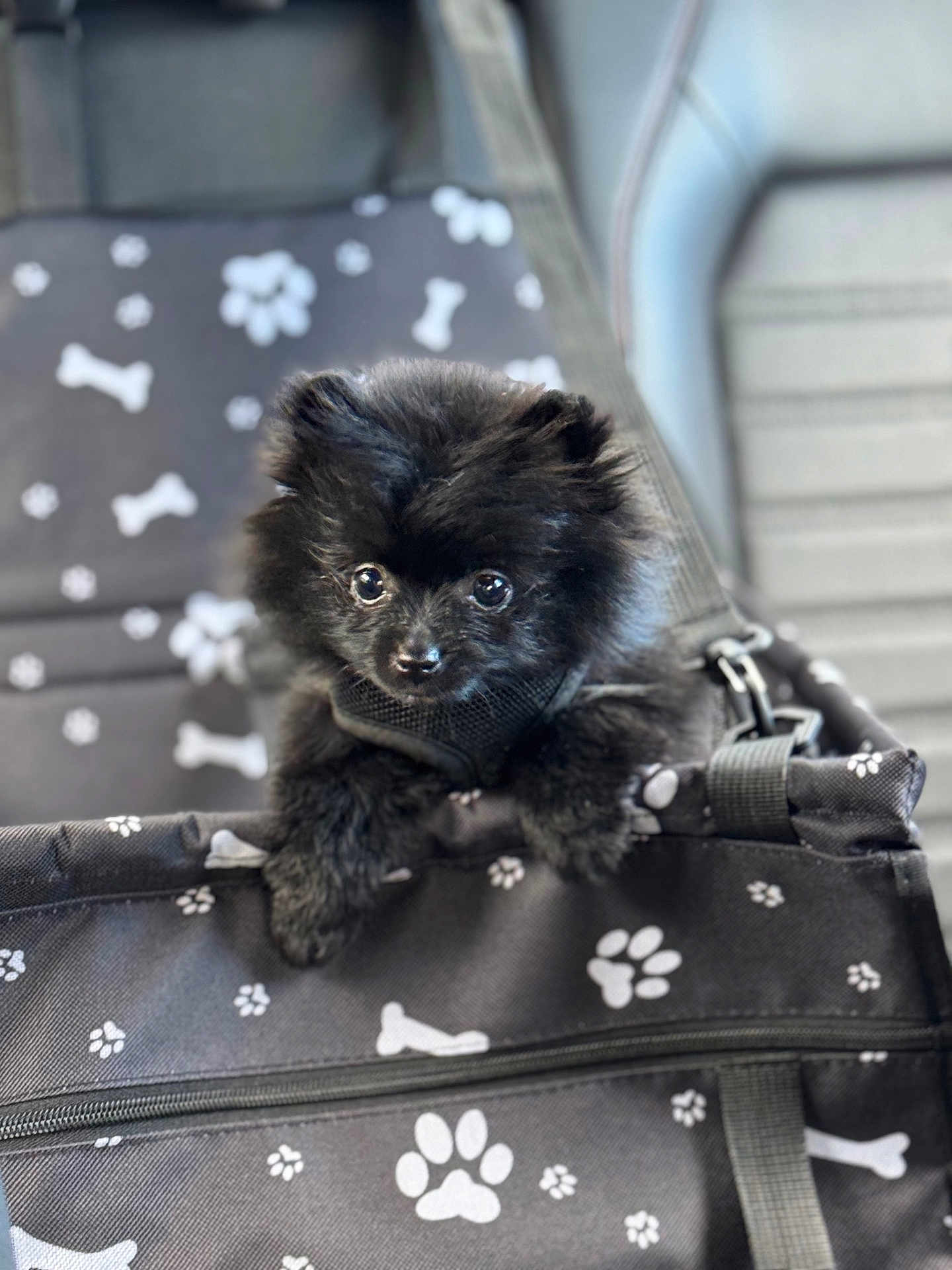 Pitucha is registered to the contest to win money with this photo: puppy, dog, black_fur, cute, pet, bag, paw_prints, bones, soft_focus, indoor, small_dog, fluffy, animal, adorable, pet_accessory, close_up, curious, young_dog, domestic_animal, canine