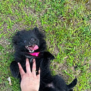 Pitucha is registered to the contest to win money with this photo: dog, black_dog, grass, hand, tongue_out, playing, pet, outdoor, happy, lying_down, fur, collar, tickling, cute, animal, nature, joyful, paw, greenery, summer