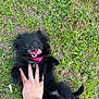 dog, black_dog, grass, hand, tongue_out, playing, pet, outdoor, happy, lying_down, fur, collar, tickling, cute, animal, nature, joyful, paw, greenery, summer