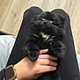 Pitucha is registered to the contest to win money with this photo: puppy, dog, black_fur, white_patch, lap, hand, smartwatch, watch, black_pants, wooden_floor, indoor, pet, cute, fluffy, animal, small_dog, sitting, holding, curious, cozy
