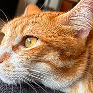 Willo a rejoint le concours — aidez-le/la à gagner de superbes lots ! cat, orange_cat, close_up, profile, whiskers, fur, indoor, resting, pet, animal, domestic_cat, eye, nose, ear, soft_light, blurred_background, cozy, texture, relaxed, portrait