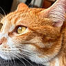 cat, orange_cat, close_up, profile, whiskers, fur, indoor, resting, pet, animal, domestic_cat, eye, nose, ear, soft_light, blurred_background, cozy, texture, relaxed, portrait